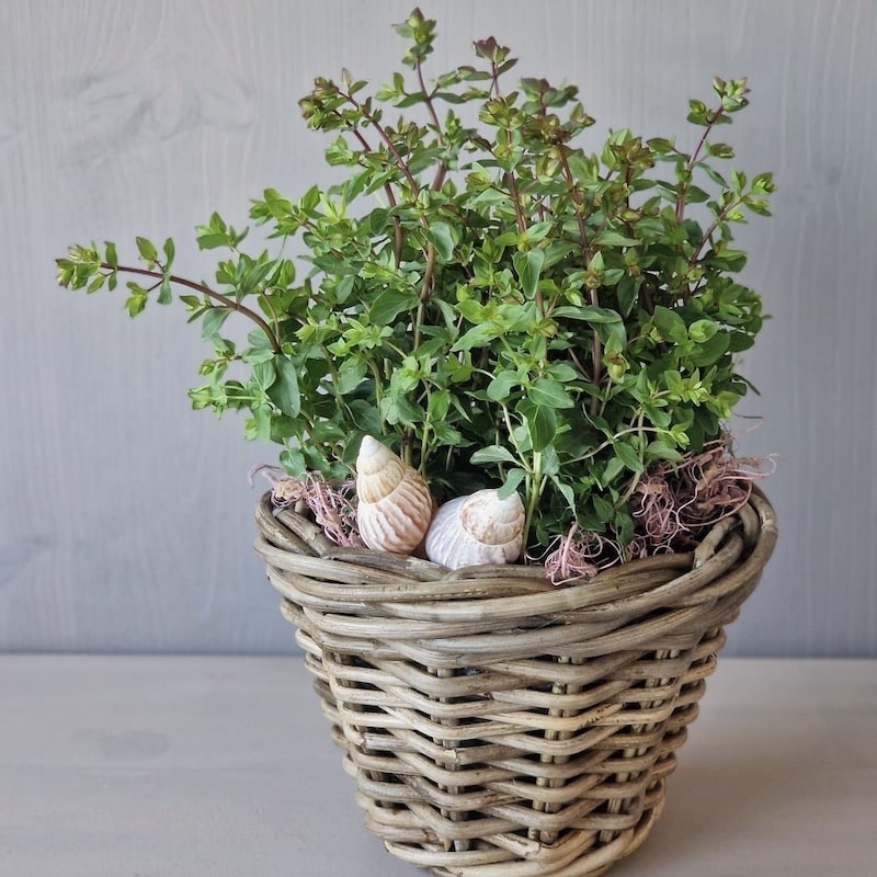 Korb mit grüner Pflanze und Muscheln, dekorativ arrangiert vor grauem Hintergrund.