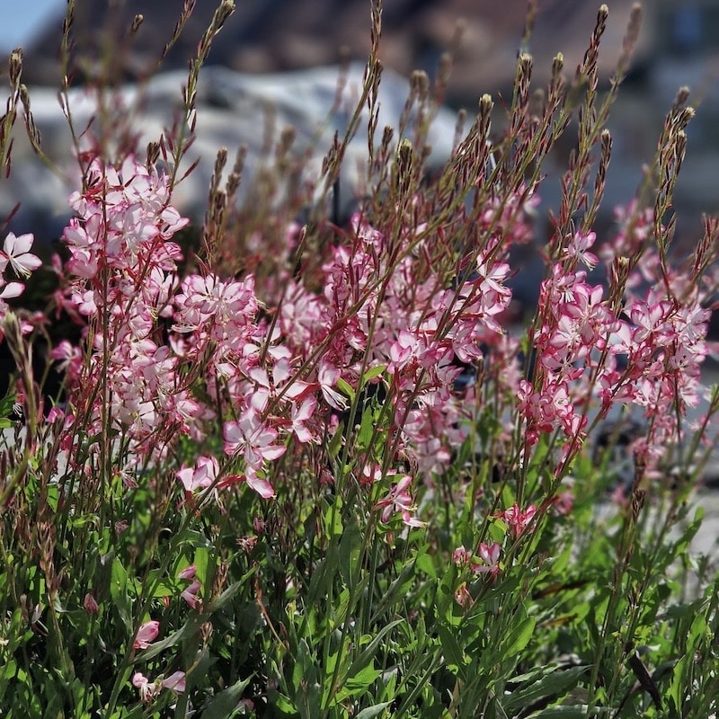 Rosa Gaura-Blüten im Freien bei sonnigem Wetter, umgeben von grünem Laub. Ideal für einen natürlichen Garten.