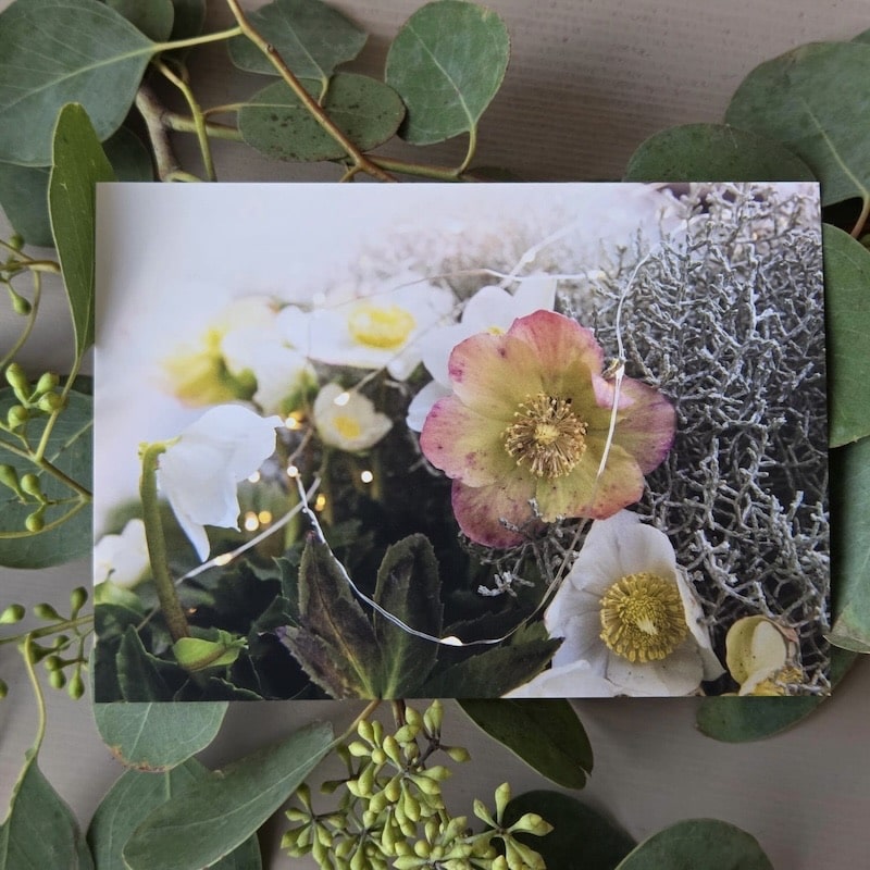 Nahaufnahme von Helleborus-Blüten mit grünen Blättern und feinen Lichtern, umgeben von Eukalyptus.