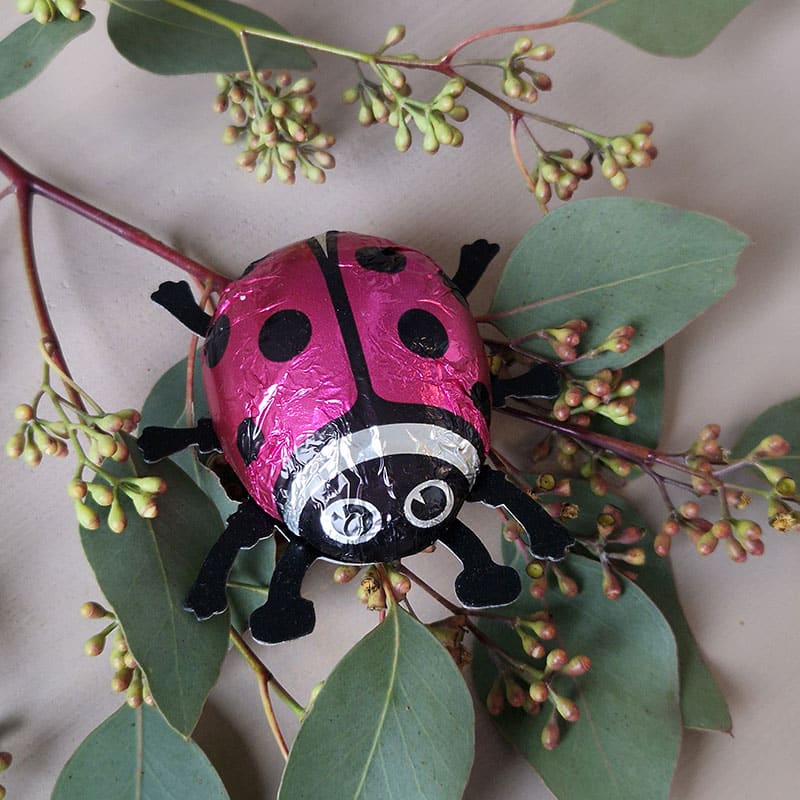Pinker Marienkäfer aus Schokolade auf einem Eukalyptuszweig mit grünen Blättern und Knospen.