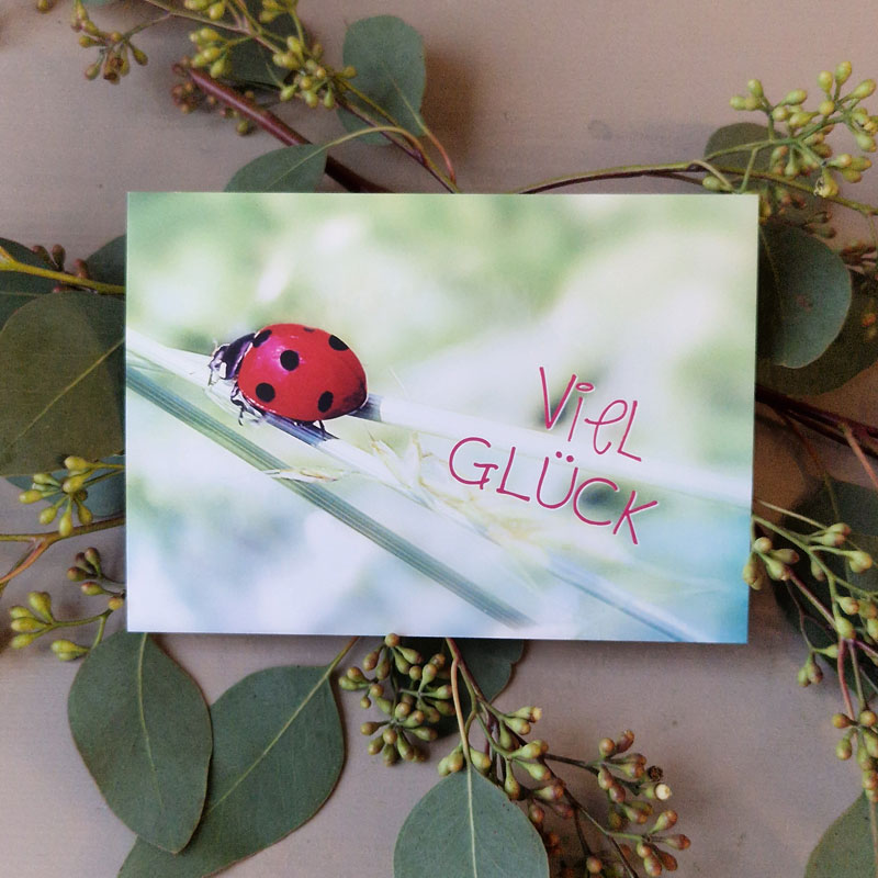 Marienkäfer auf Blatt mit der Aufschrift Viel Glück in roter Schrift, umgeben von grünen Blättern.
